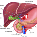 the human boday: the Liver