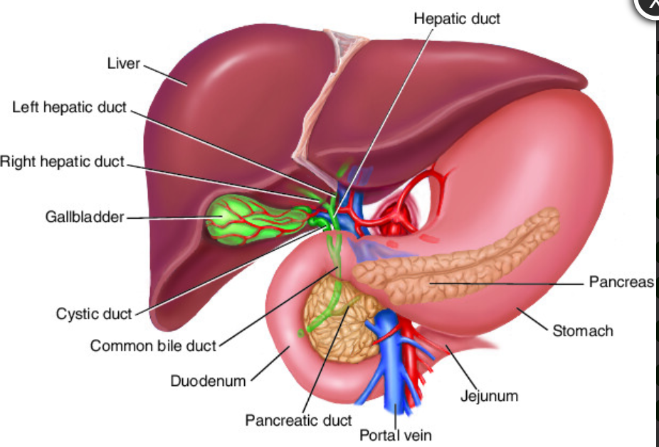 the human boday: the Liver